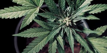 Close up aerial shot of a hemp plant