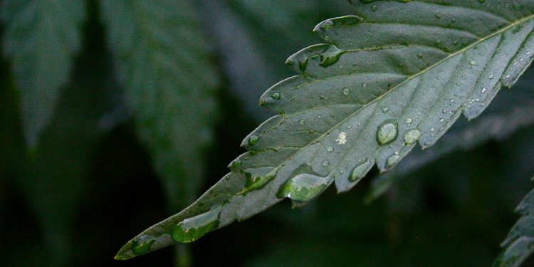 Dark green cannabis leaf with a water droplet