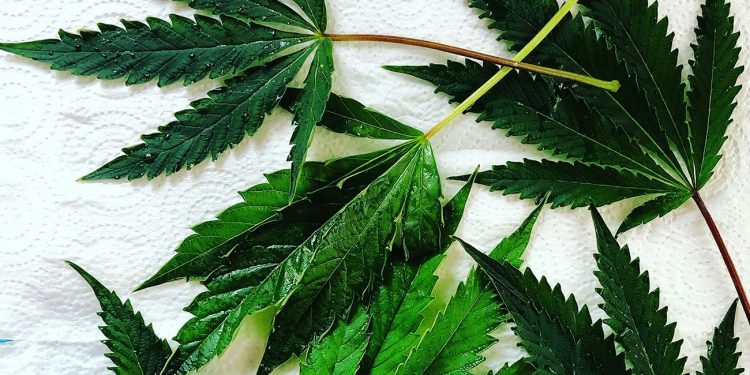 Dark green cannabis leaves on a tissue background