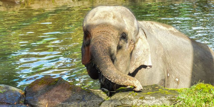 Elephant on cannabis enjoying the water