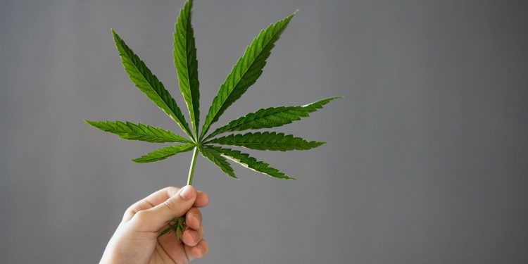 Holding a cannabis plant on a dark background