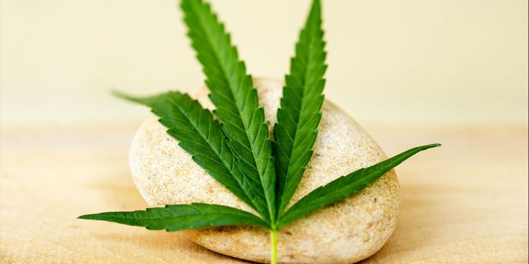 Marijuana leaf resting on a small stone