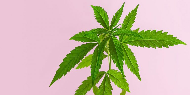 Mature cannabis plant on a pink background