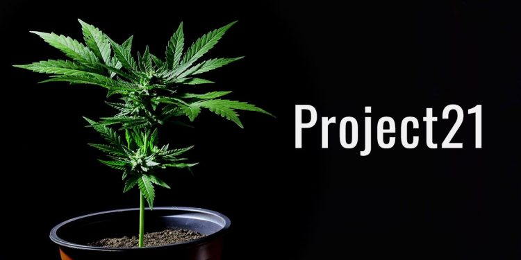 Project21 cannabis logo