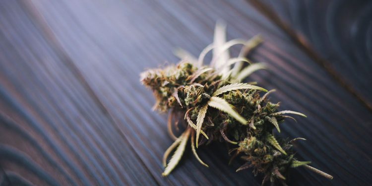 Small cannabis flower on a wooden floor