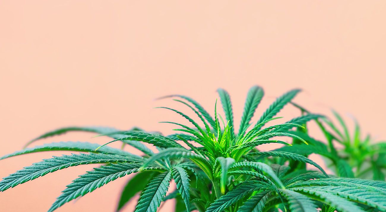 Cannabis on orange background