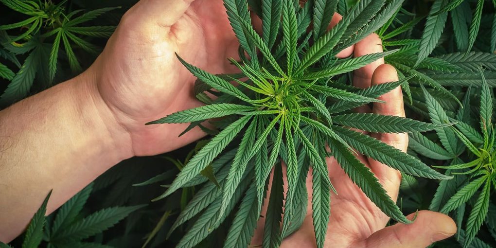 Hand holding cannabis
