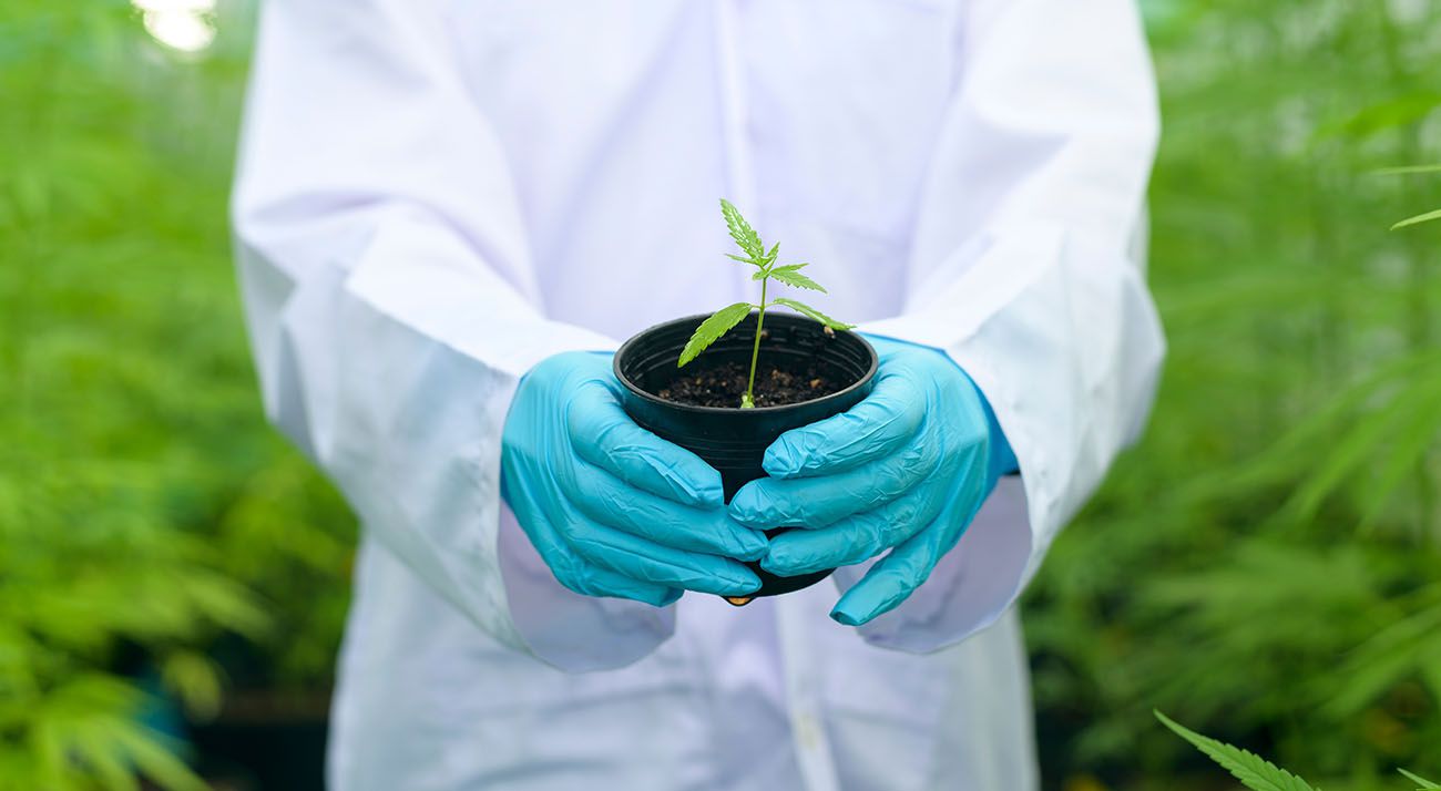 Medicinal cannabis being grown by Australian scientists