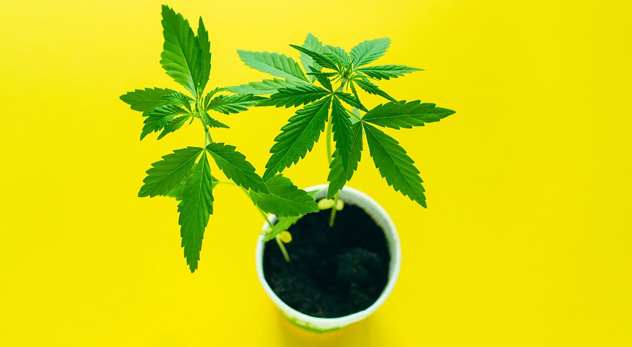 Small cannabis plant growing on yellow background