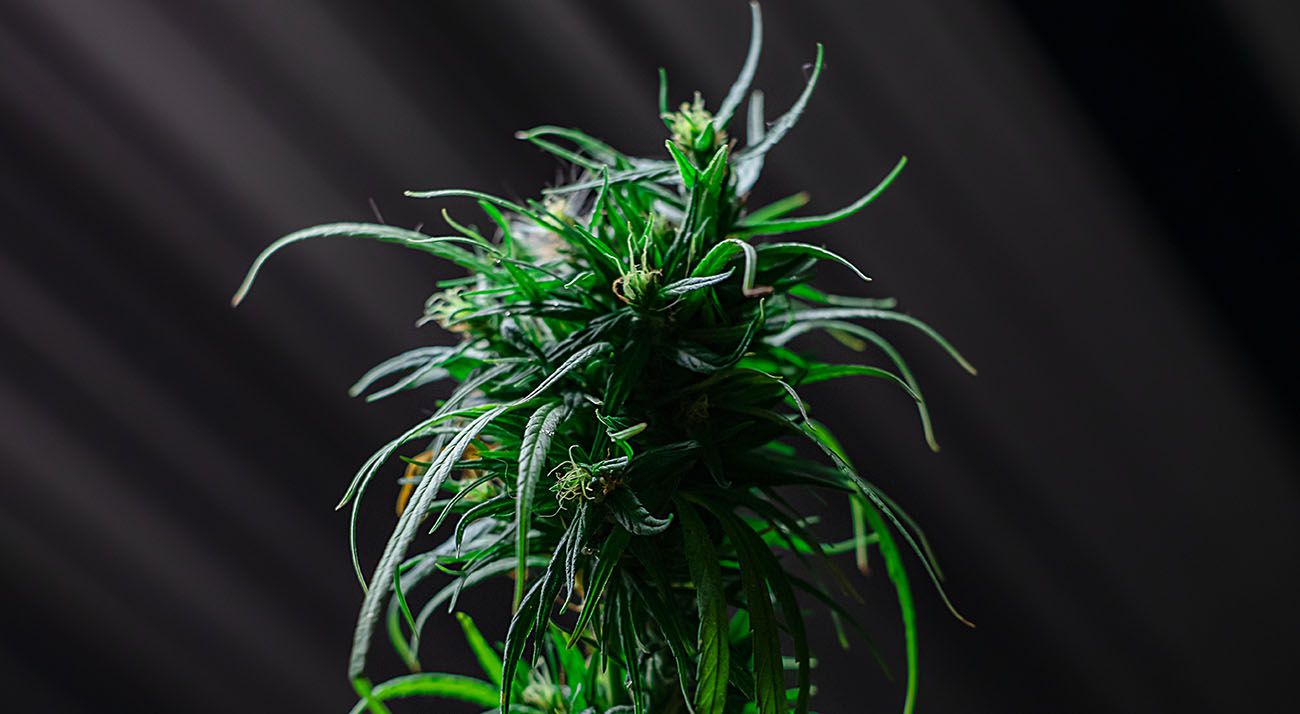 Dark green cannabis on black background