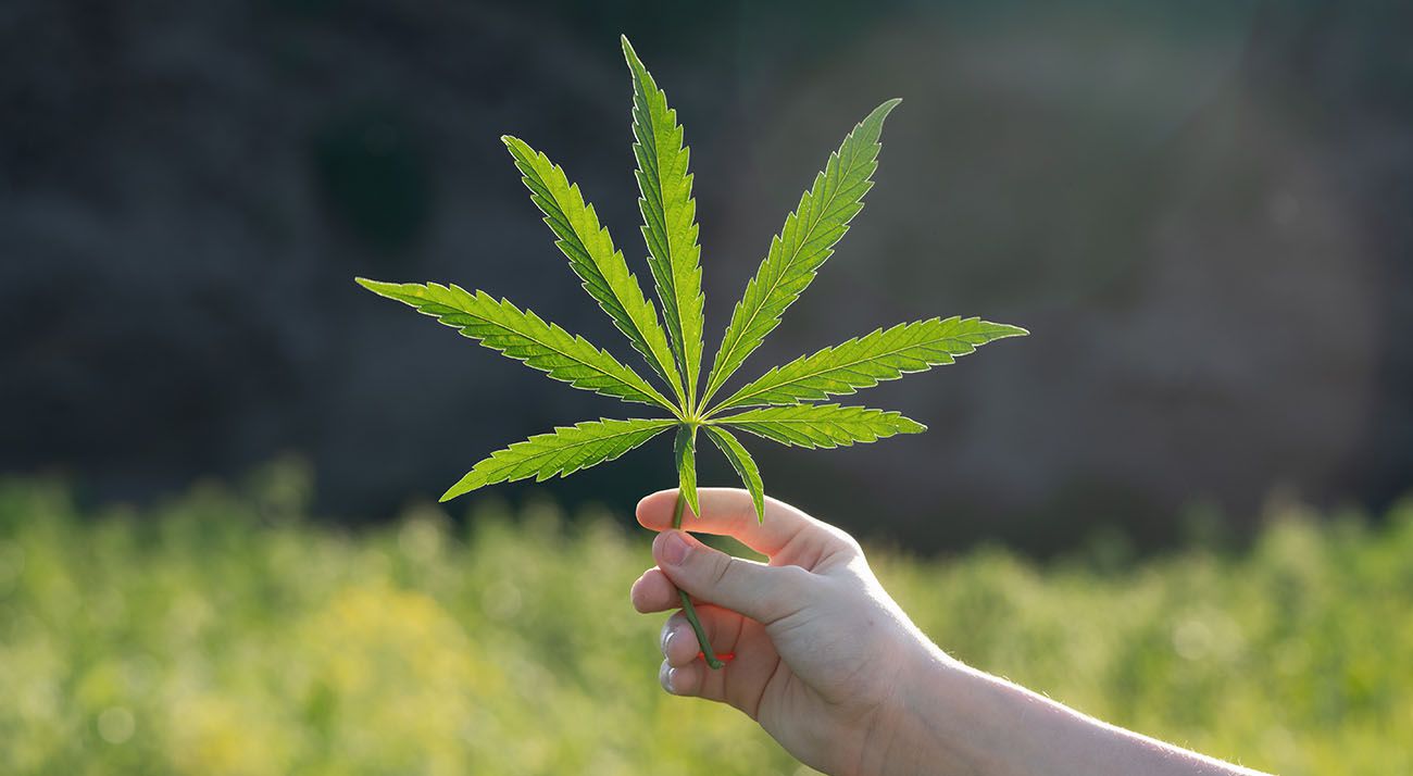 Hand holding a cannabis leaf