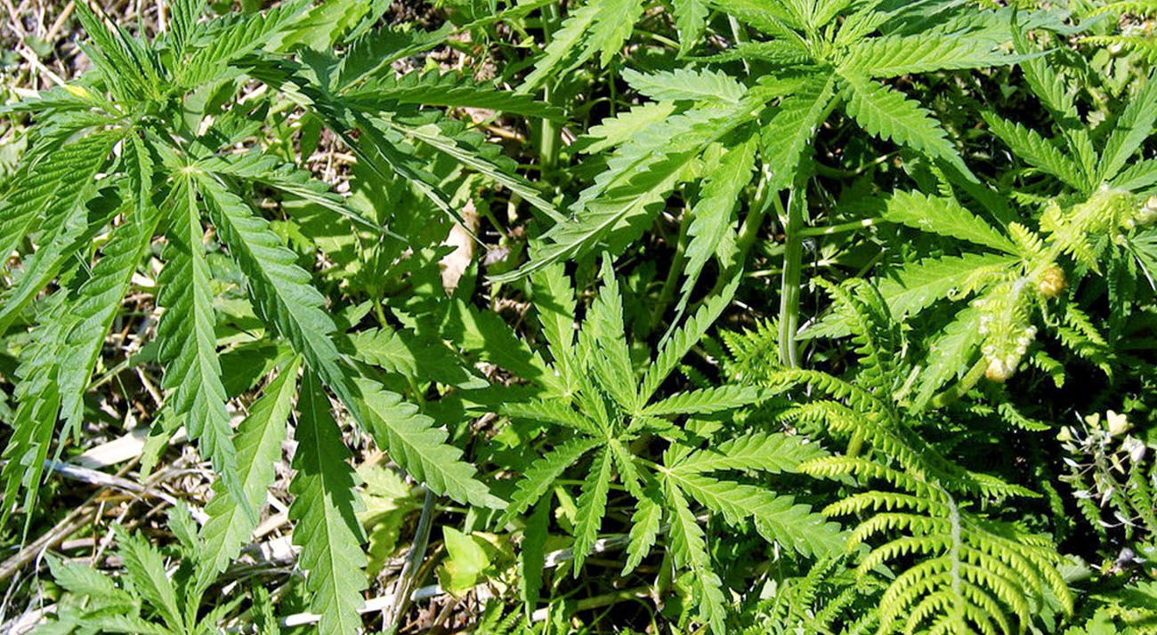 Wild cannabis growing outdoors in Australia