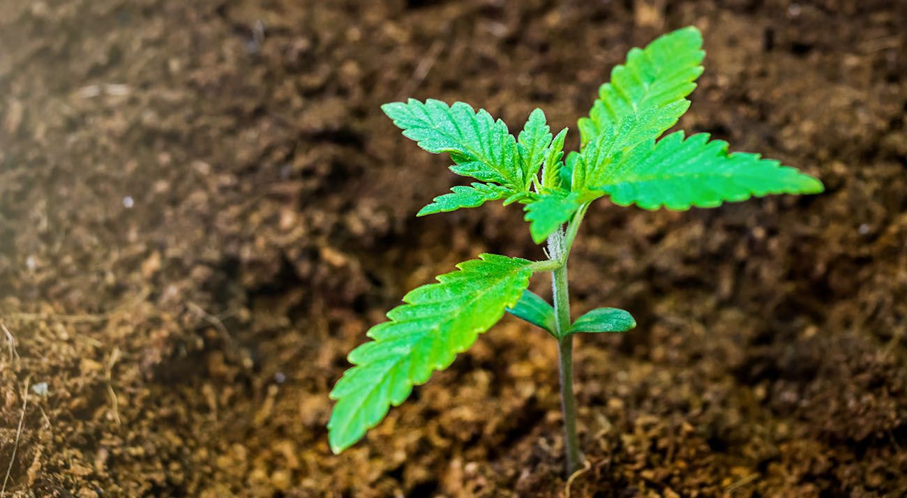 Young cannabis plant growing in Australia