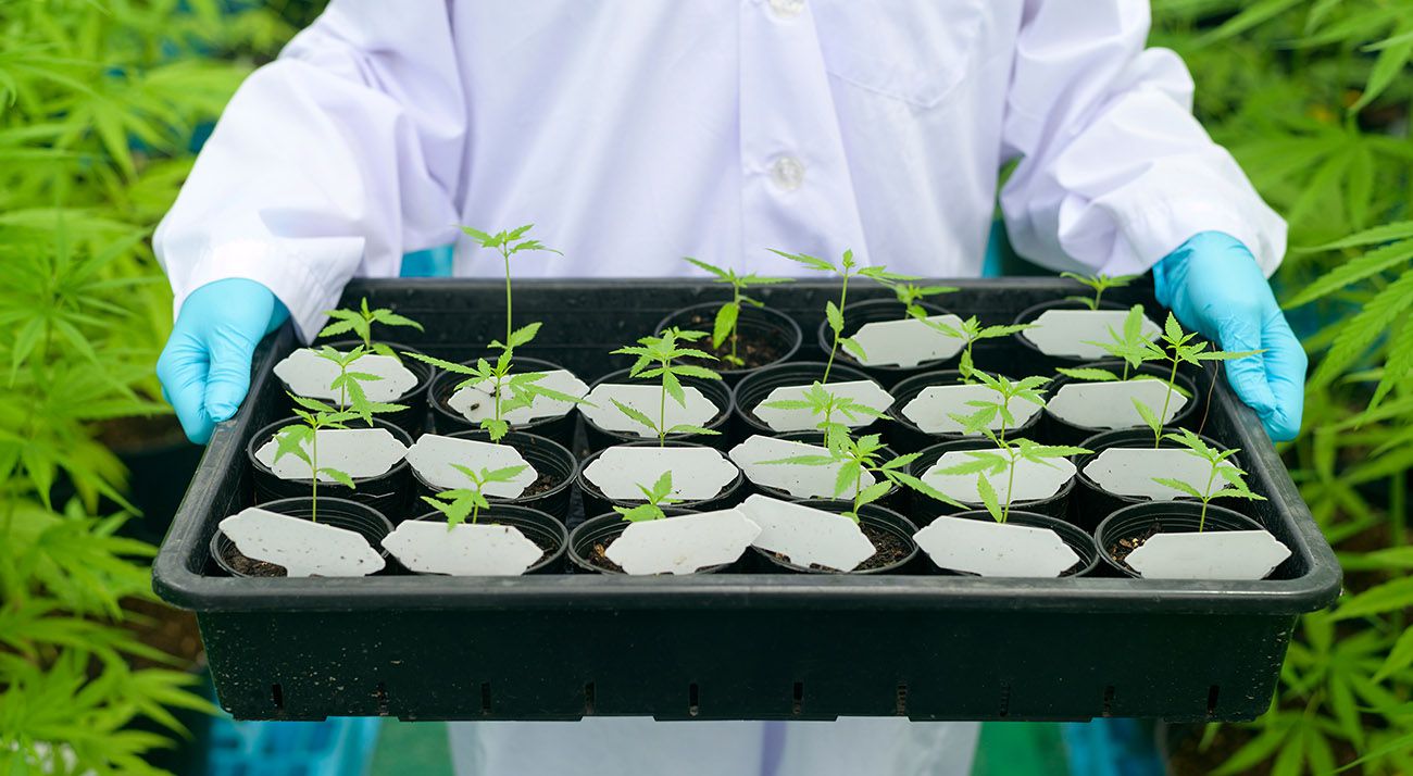 Scientist holding a tray of cannabis plants