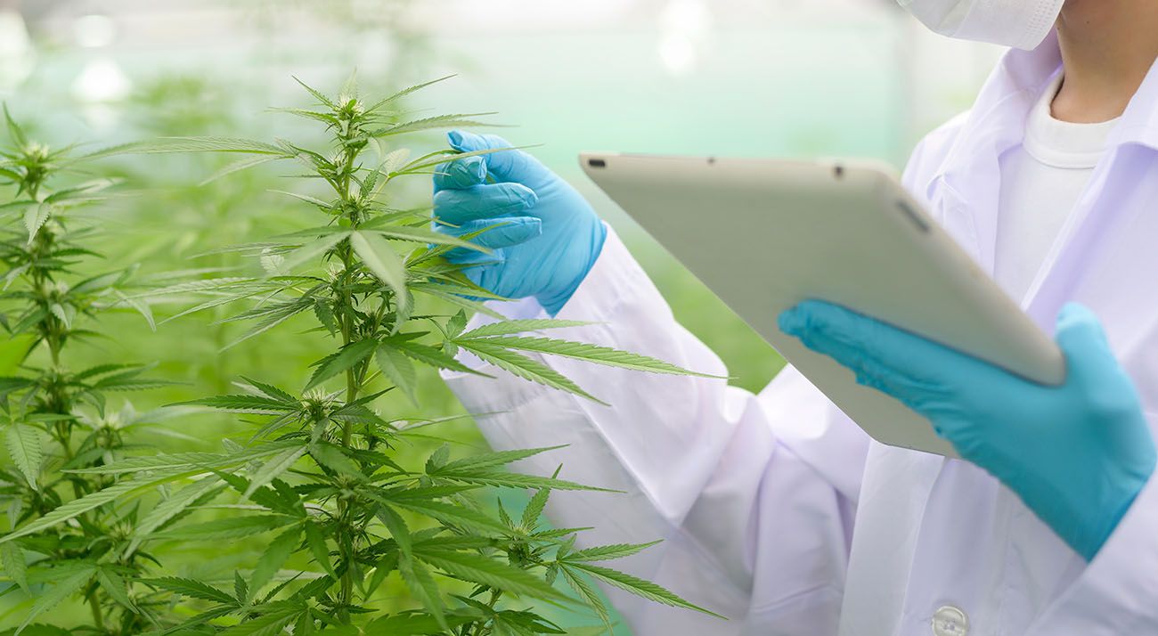 Sydney researchers studying cannabis