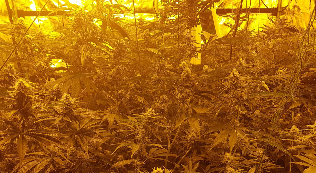 Cannabis growing in a South Australian crop house