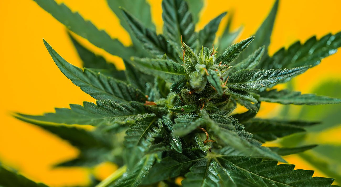 Close up of cannabis flower on yellow background