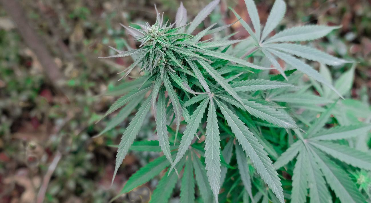 Close up shot of cannabis flower