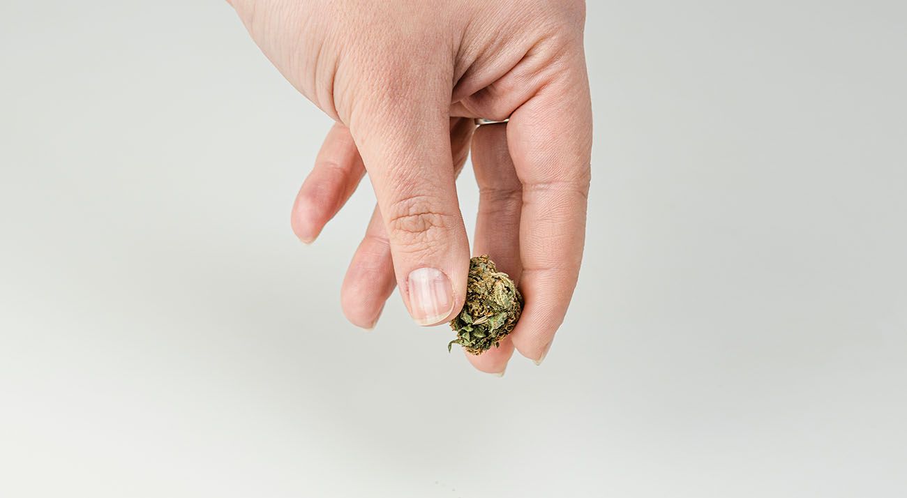 Person holding a cannabis bud