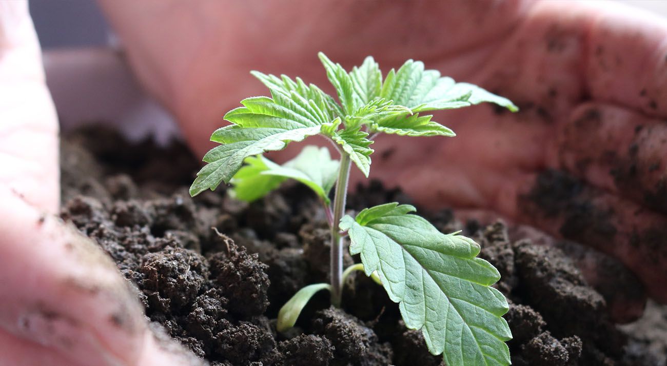 Hands nurturing a small cannabis plant