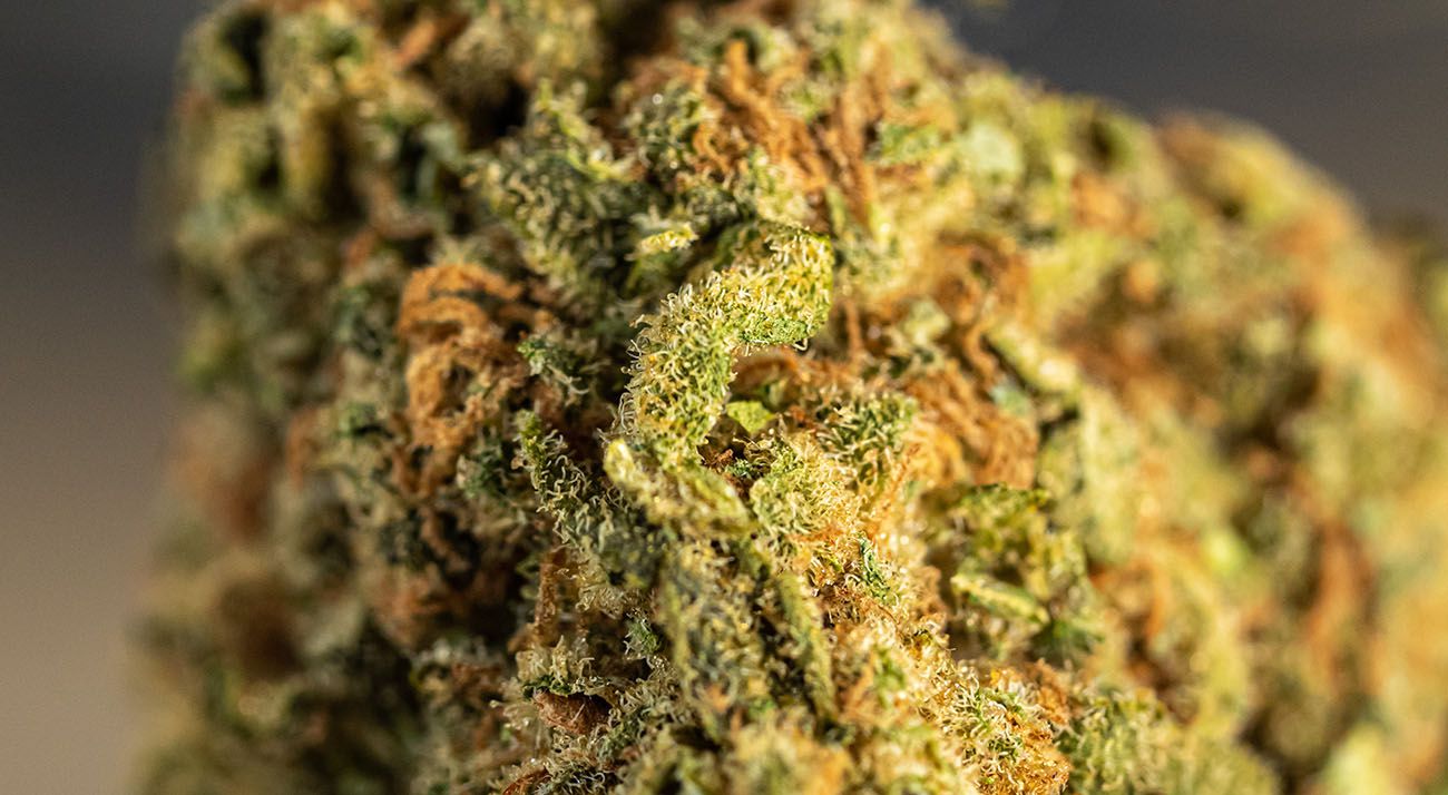 Cannabis flower close up