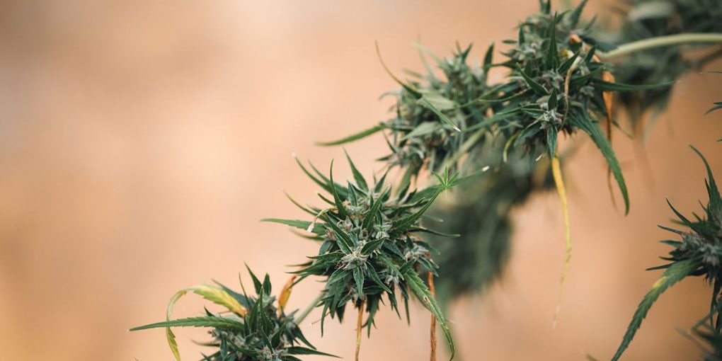 Cannabis growing outdoor in Australia