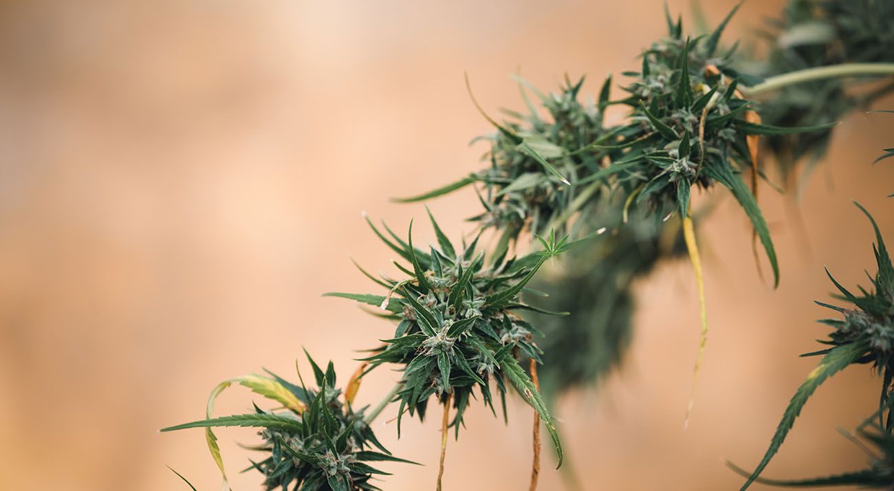 Cannabis growing outdoor in Australia