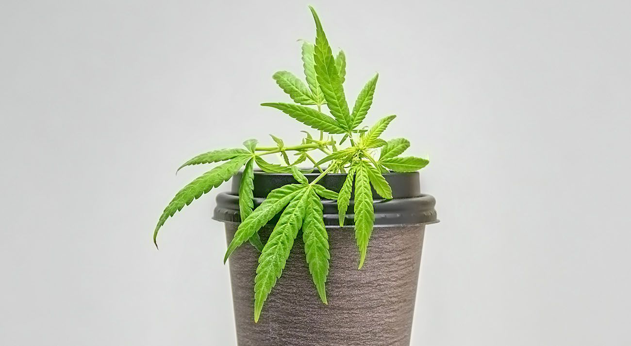 Cannabis leafs on top of a cannabis beverage