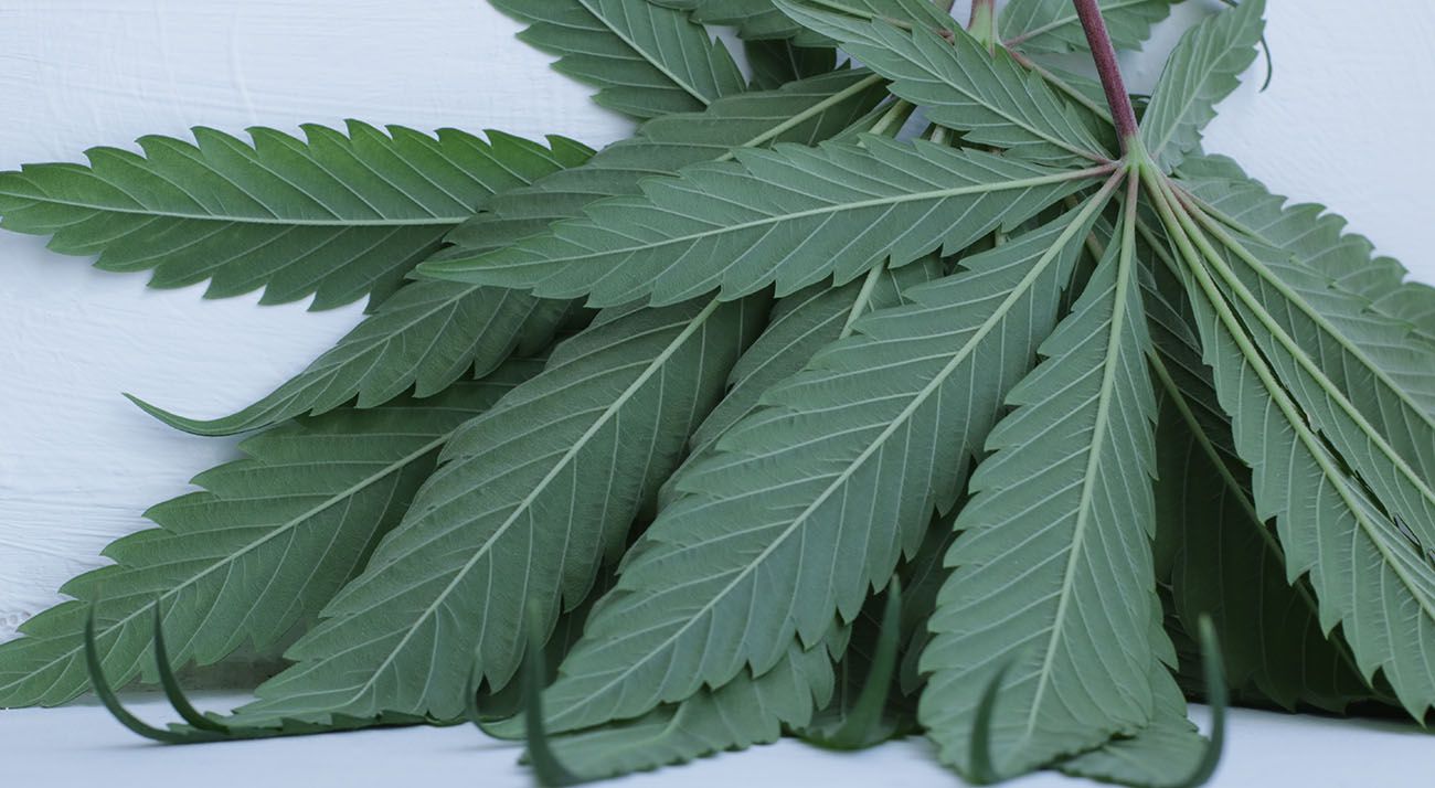 Cannabis leafs up close