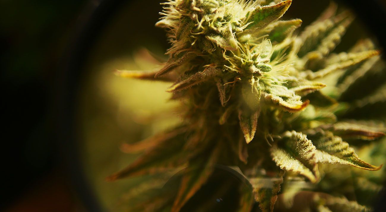 Close up of a cannabis flower