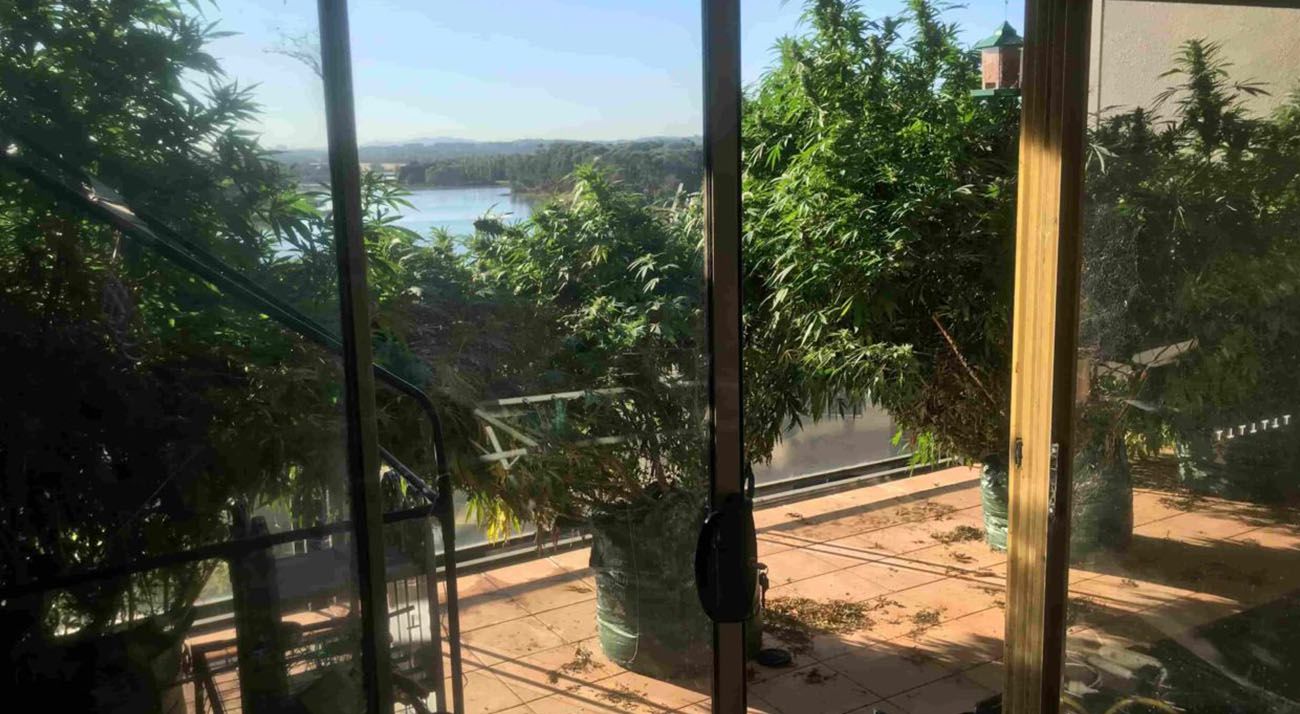 Four cannabis plants on balcony in ACT