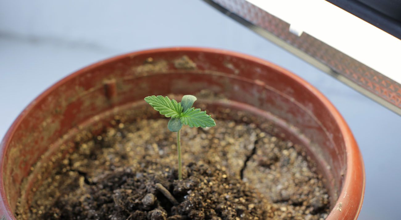 Small cannabis plant growing