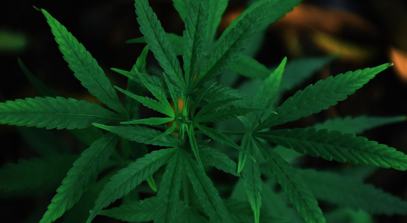 Dark green cannabis leaves