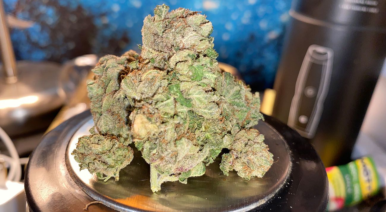 Illegal cannabis buds grown in Australia