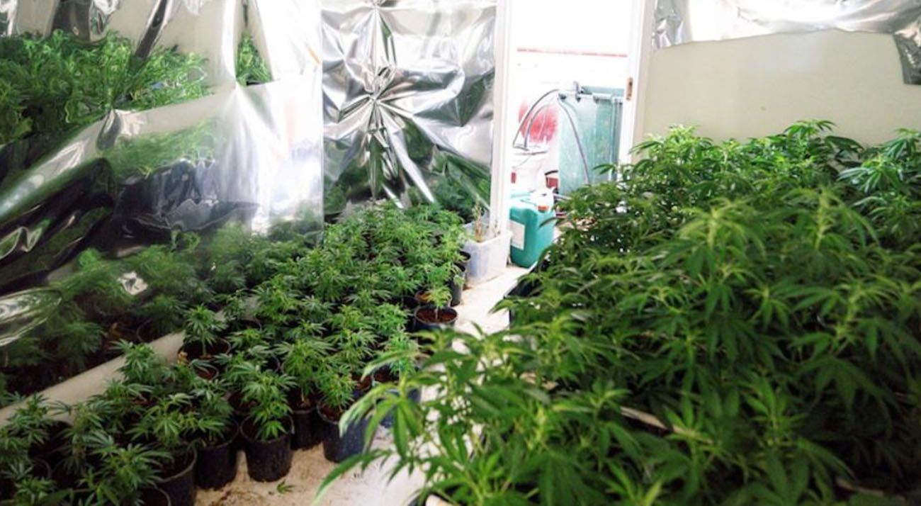 Illegal cannabis grow house in the ACT
