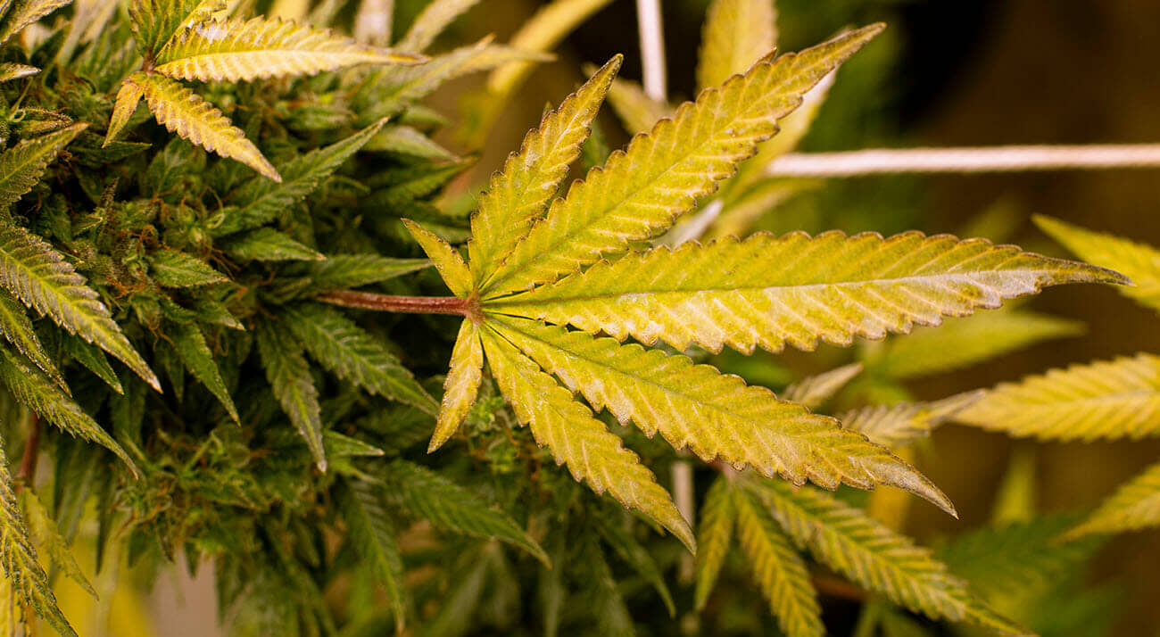 Mixed colours of cannabis leaves