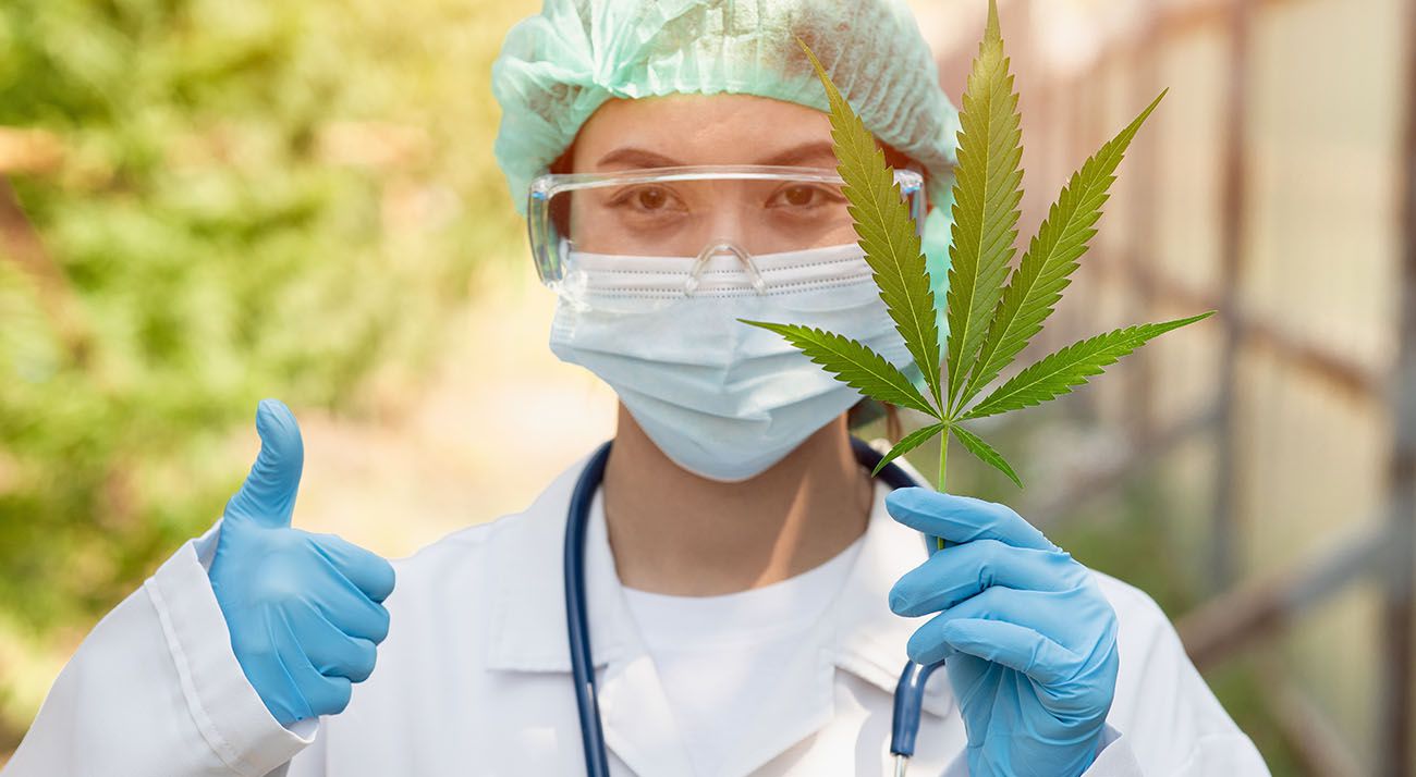 Scientist researching cannabis leaves