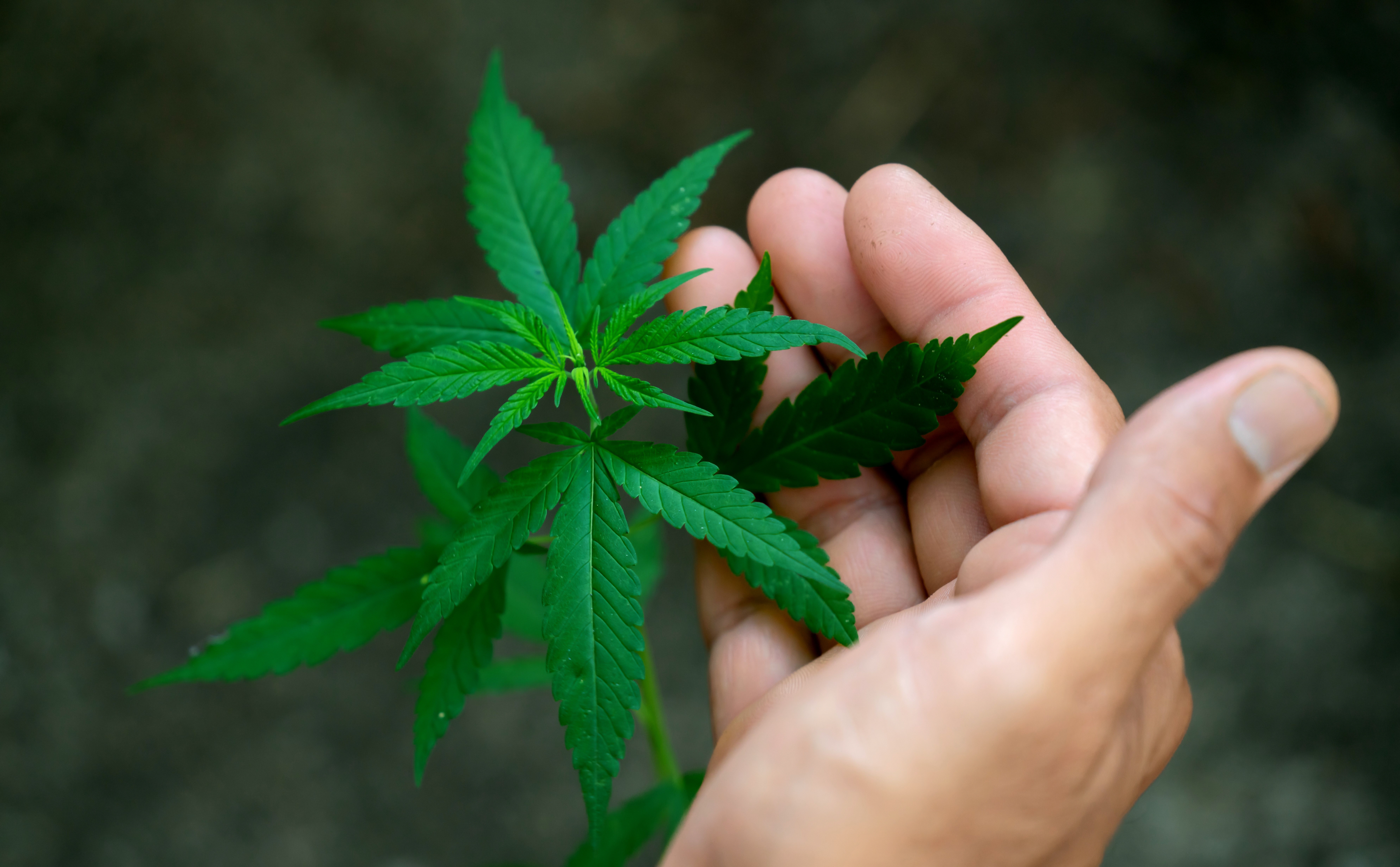 hand holding marijuana leafs cannabis sativa indica t20 dz7e0J