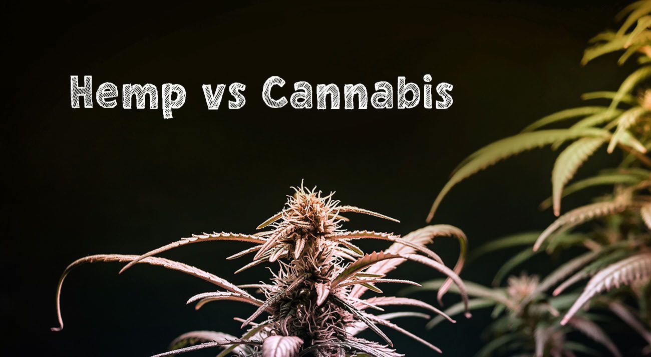 Difference between hemp and cannabis