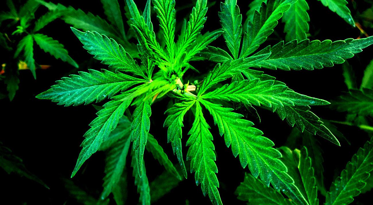 Green cannabis on a black background