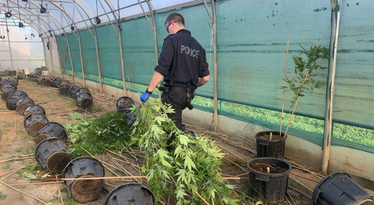 NSW police officer seizing illegally grown canabis