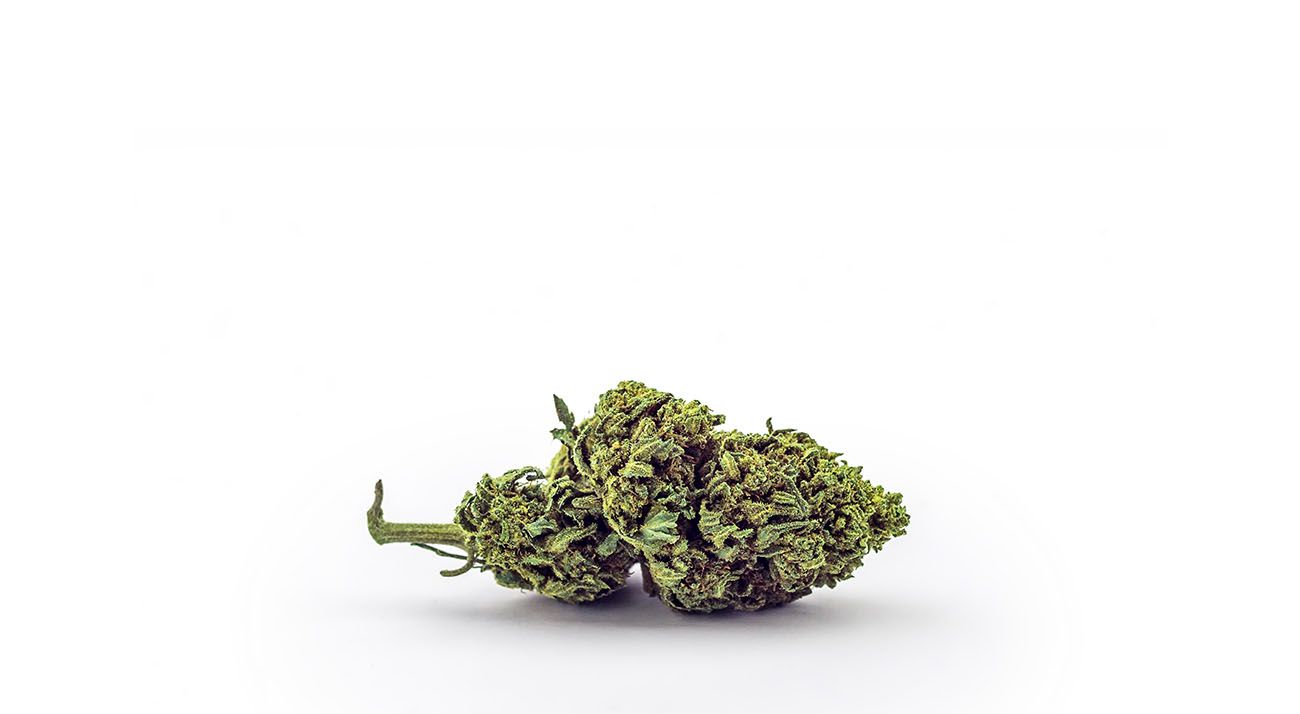 Small cannabis flower bud on a white background