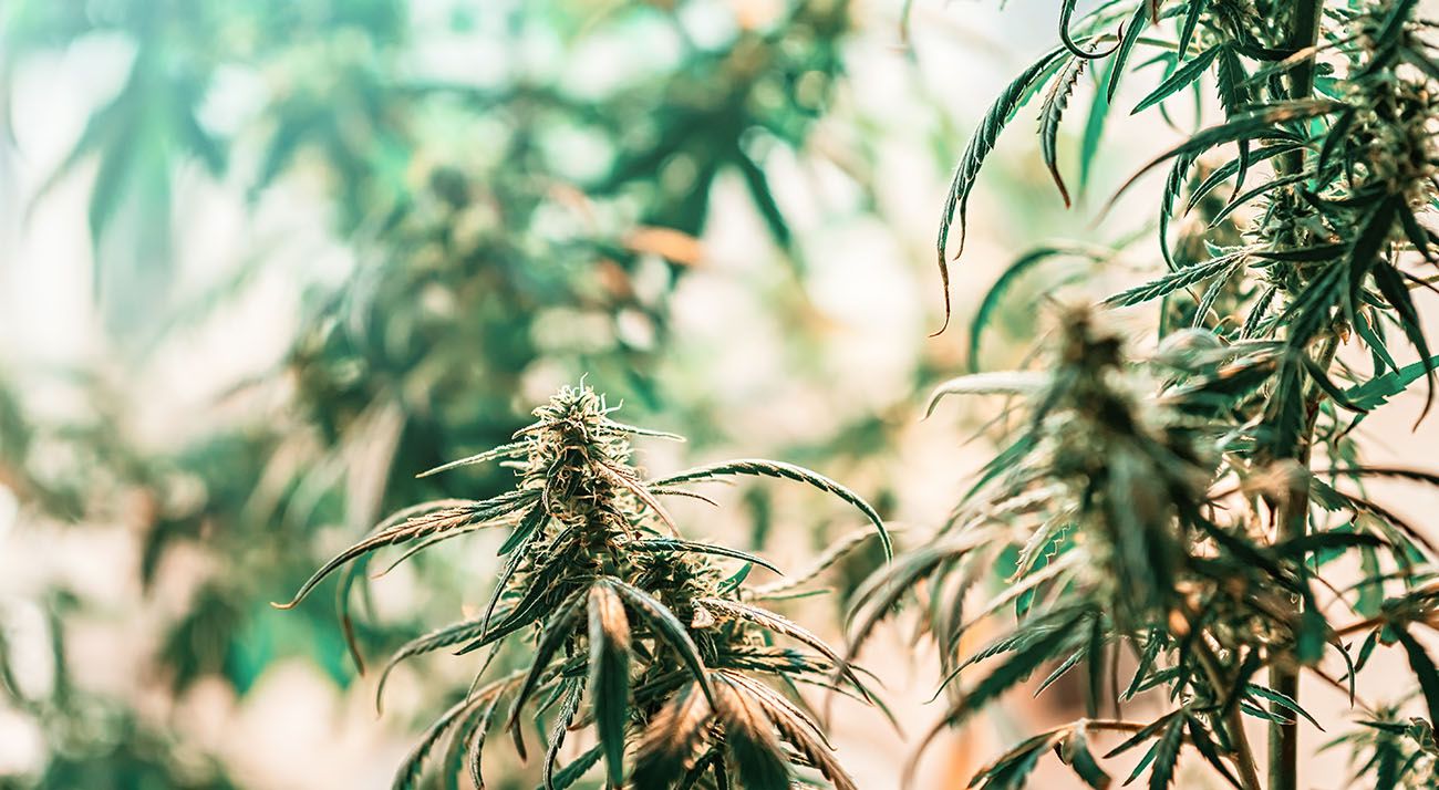 High resolution cannabis background