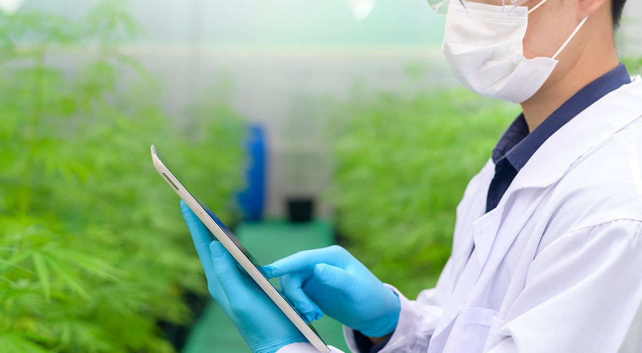 Scientist studying cannabis on an ipad
