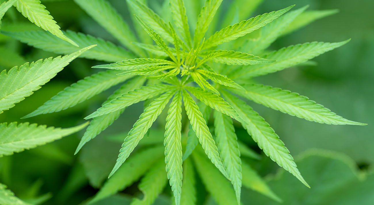 Bright green medical cannabis leaf