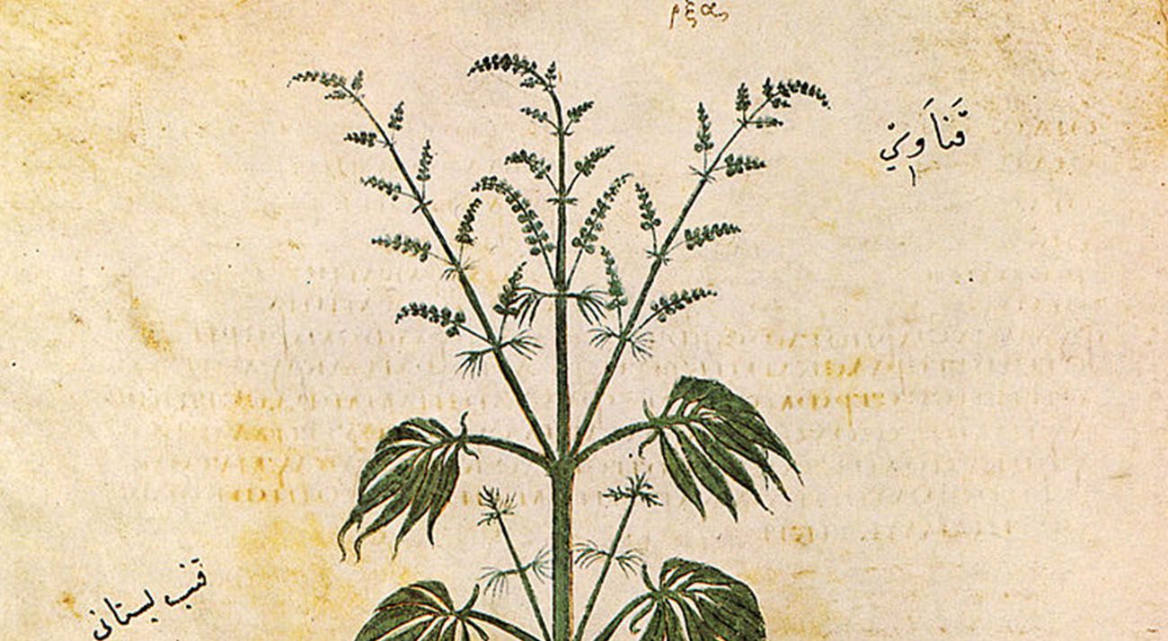 Cannabis Sativa depited in 512 AD
