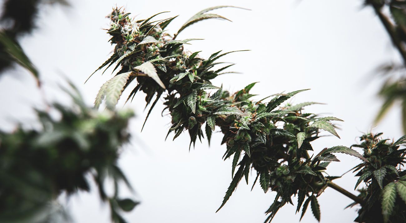 Cannabis flower bud