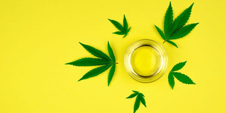 Cannabis leaves on a yellow backround