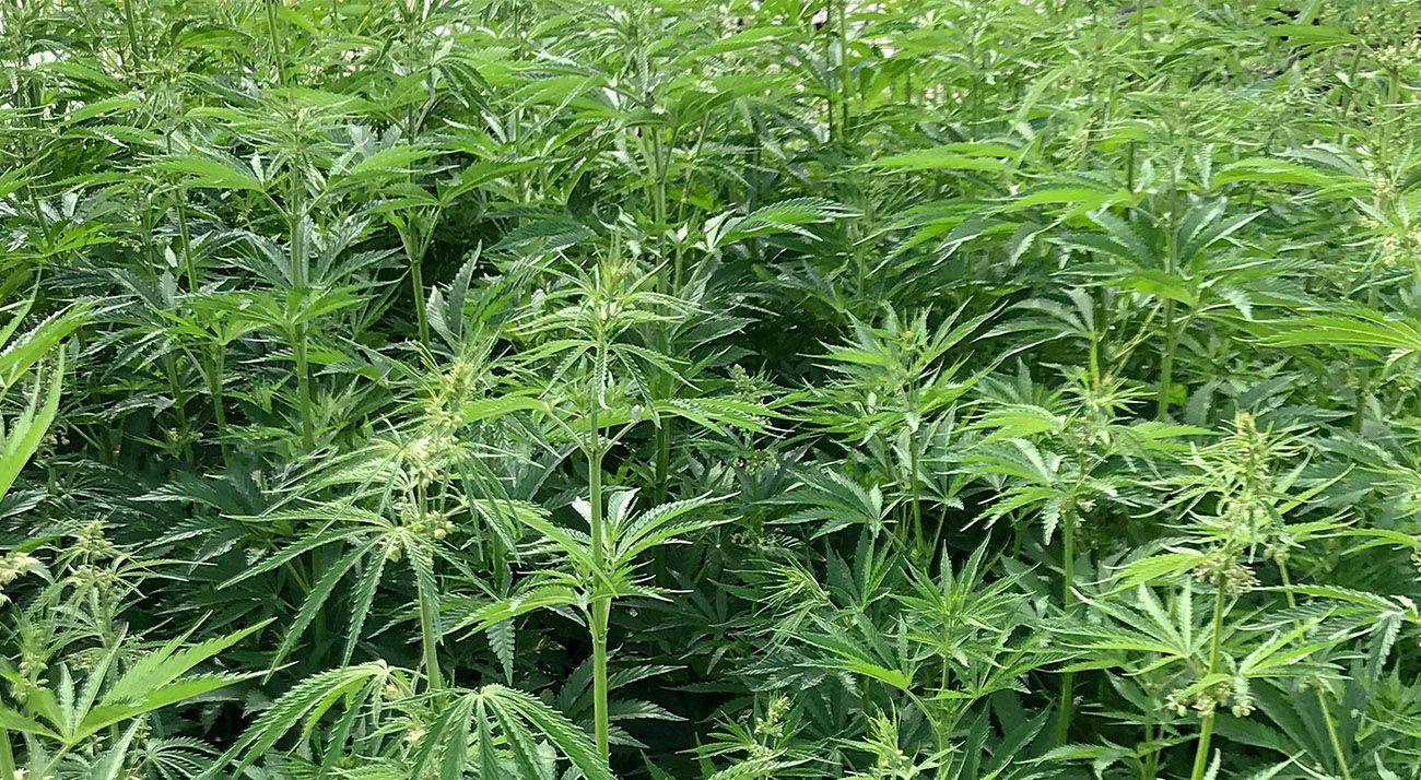 Cannabis plants in a field