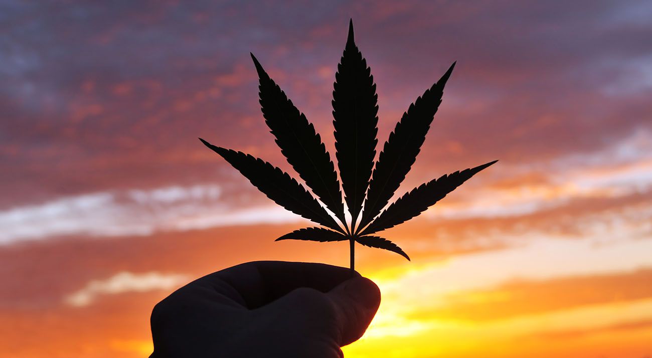 Hand holding cannabis leaf